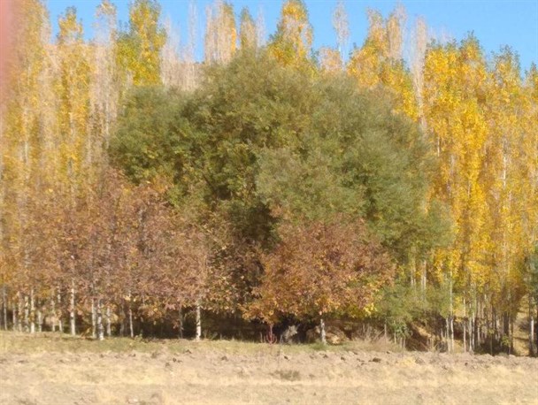 پاییز هزار رنگ تفرش