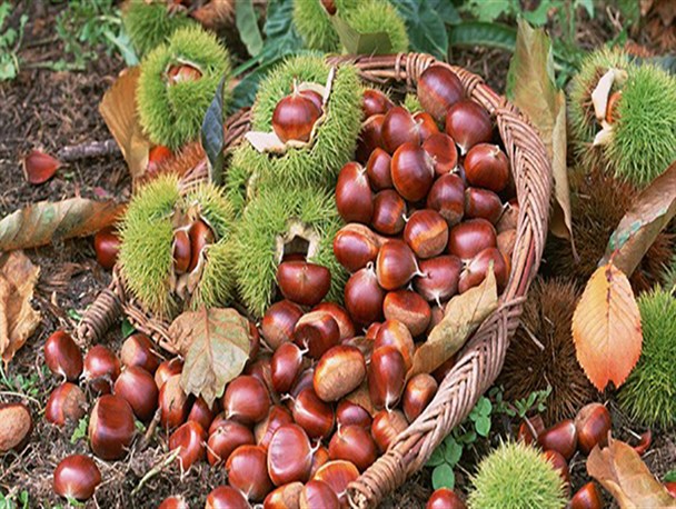 درآمدزایی میلیونی روستاییان با پرورش درخت شاه بلوط/ لزوم حمایت از گونه در حال انقراض جنگل‌های هیرکانی+فیلم