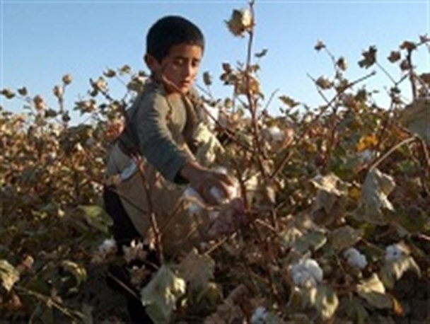بالغ بر 7 هزار هکتار از مزارع نیشابور به کشت پنبه اختصاص دارد