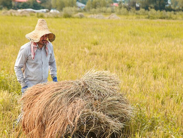 گام جدی بسیج در راستای خودکفایی برنج/ اجرای طرح «همگام با کشاورز» در ۳۰۰ روستای گیلان + تصاویر