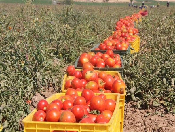 برودت هوا، عامل گرانی گوجه فرنگی در روزهای گذشته
