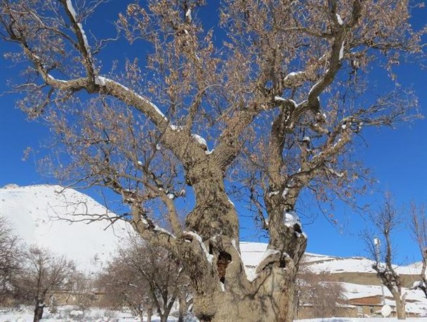 بلوط 1500 ساله در بانه + عکس
