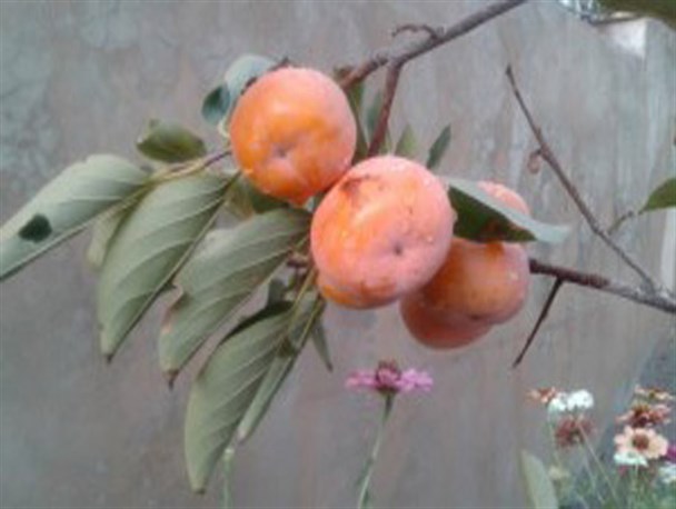 خواص خرمالو از شادابی پوست تا رفع کم خونی/آشنایی با شهر درختان خرمالو