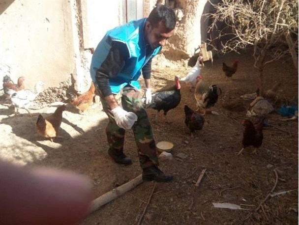واکسیناسیون 10 هزار قطعه طیور گناباد در برابر بیماری نیوکاسل