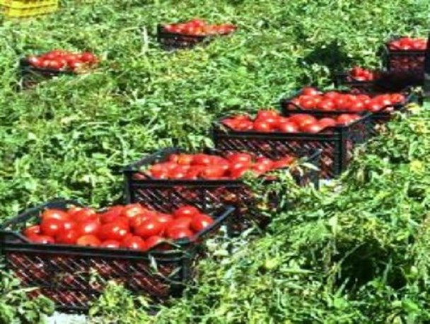 آغاز خرید حمایتی گوجه فرنگی در هرمزگان