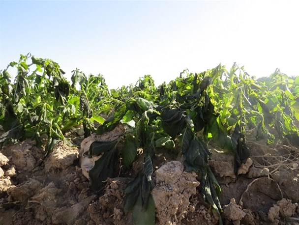 خسارت ۵۴۵ میلیاردی سرمای پاییزی به کشاورزان خراسان شمالی