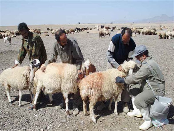 بیش از ۹۳۵۰۰ راس دام در دیر واکسینه شدند