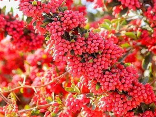 وقتی یاقوت سرخ، رنگ می بازد!