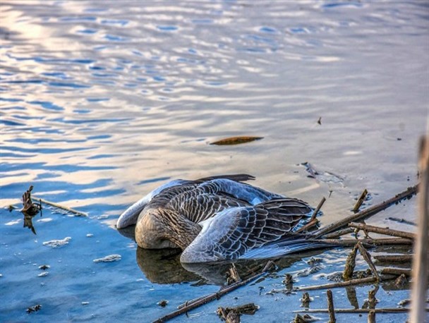 ورود گردشگران به تالاب میقان ممنوع شد
