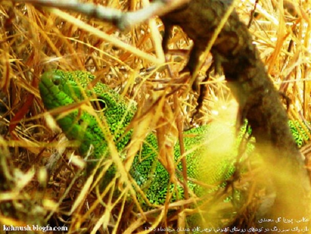 مارمولک سبز را بشناسیم+تصاویر