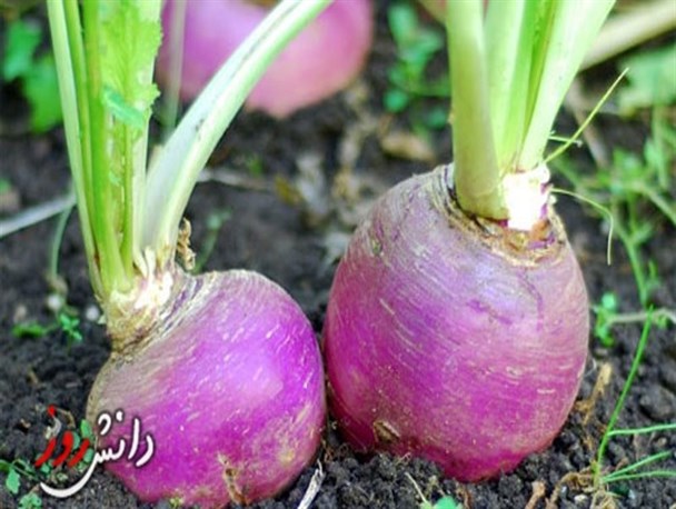 گرفتگی صدایتان را با این شفا بخش زمستانی درمان کنید