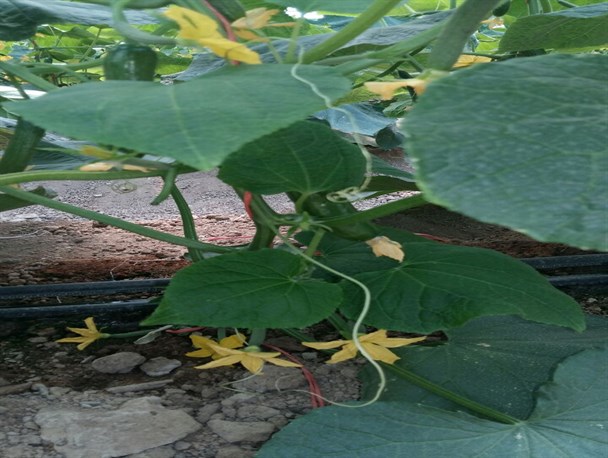 محصولات گلخانه ای در تفرش از کاشت تا برداشت