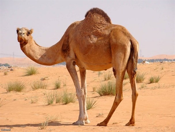 شترداری صنعتی مغفول مانده/ قطب پرورش شتر شُنبه و طسوج کمبود علوفه دارد