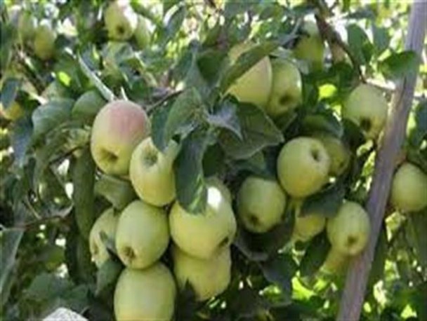 کاهش تعرفه وادرات محصولات کشاورزی به صادرات سیب آذربایجان غربی زیان می‌رساند