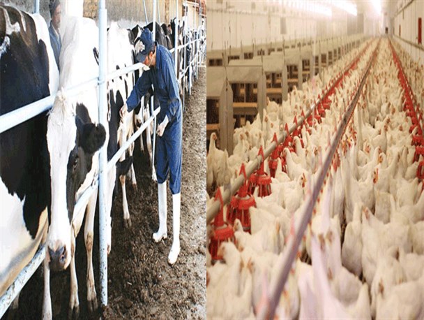 آذربایجان غربی از آنفولانزای فوق حاد پرندگان و تب برفکی پاک هست