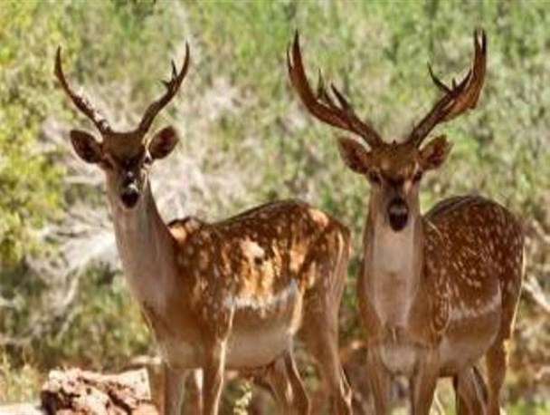 صدور مجوز برای پرورش گوزن در ایران/ یک گوشت لاکچری برای پولدارها