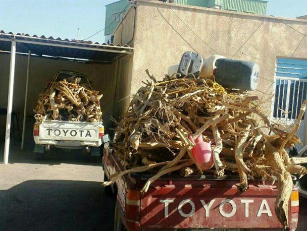 دو خودرو حامل چوب تاغ غیر مجاز در زاهدان توقیف شد