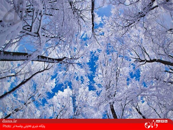 درختان کریستالی سرعین/تصاویر