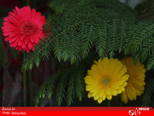 گزارش تصویری/بازار گل وگیاه ویژه عید نوروز