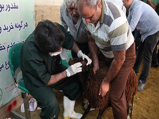 ایمن سازی 137 هزار راس دام علیه بیماری های مخلف در نقاط مرزی نهبندان