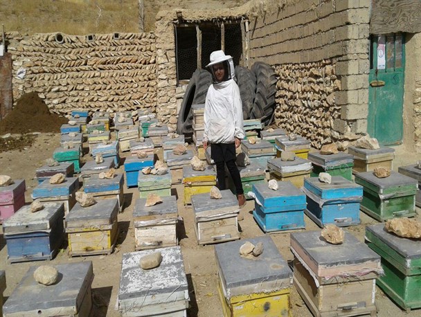 جوان کردستانی که با کارآفرینی از مهندسی برق به زنبورداری رسید/اشتغال خود ساخته خیلی بهتر از پشت میزنشینی است