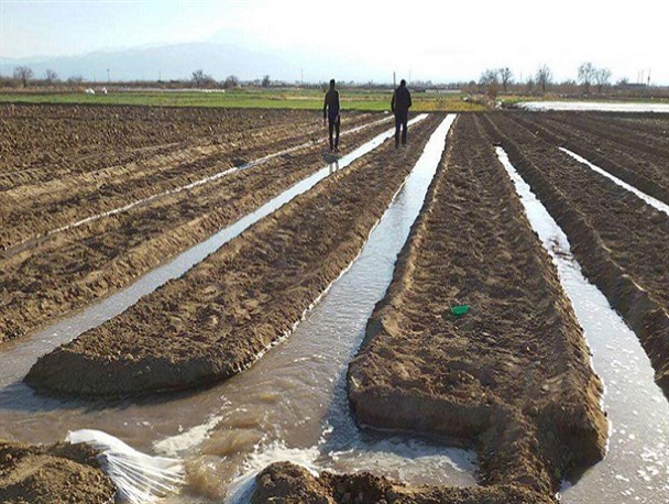 آغاز کشت تونلی خیار در مزارع کشاورزی بادرود+ تصاویر