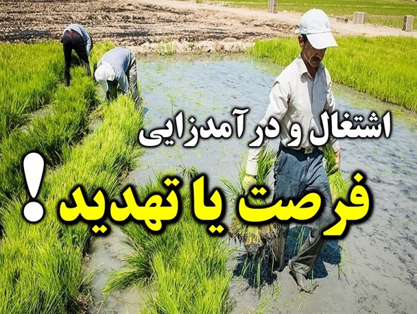 ممنوعیت کشت برنج مرغوب و با کیفیت میانه