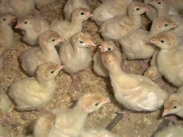 سهم ۶۰ درصدی زنجان در تولید جوجه یک روزه بوقلمون در کشور/مصرف پروتئین بوقلمون در ایران  ۳۰۰ گرم