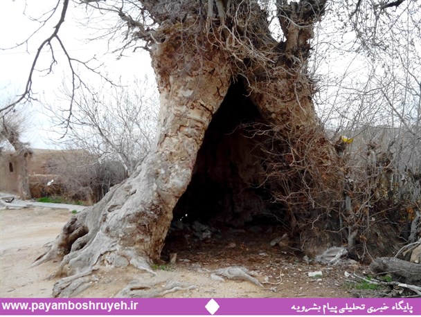 چنار عجیب هزار ساله در روستای زرفت بشرویه+تصاویر