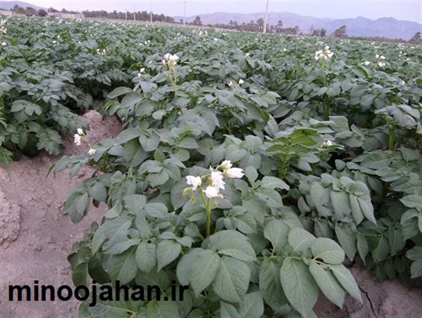 تصاویر دیدنی از مزارع سرسبز سیب زمینی در منوجان