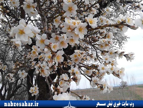 تصاویر شکوفه های بهاری در خرمدره