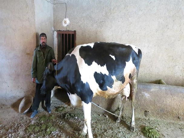 ایجاد اشتغال  و درآمد با استفاده از تسهیلات اقتصاد مقاومتی /با فروش 24 کیلو شیر در روز مخارج خانواده ام تامین می شود