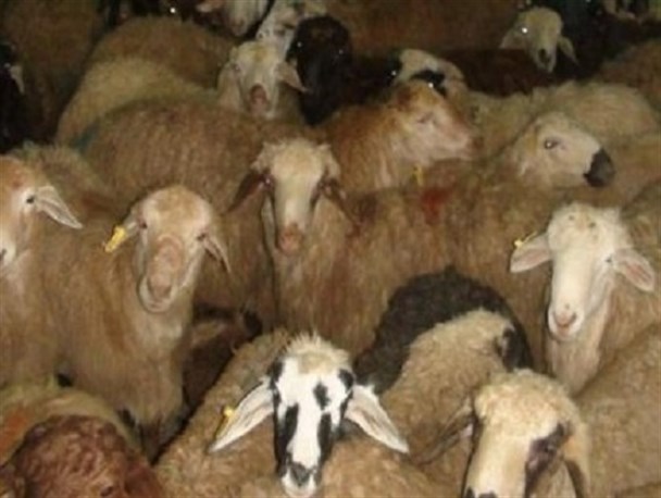 کشف دام های سرقتی در لنجان