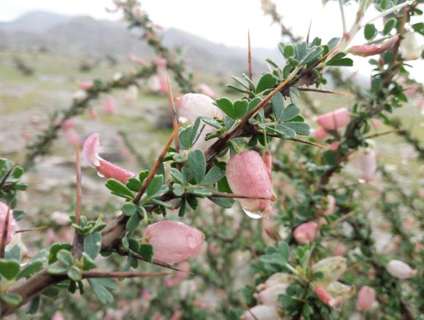 طبیعت بهاری روستای فدویه خنج
