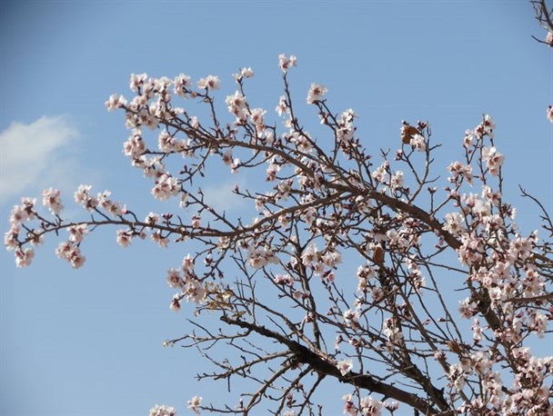 شکفتن درختان بادام در زرندیه+ تصاویر