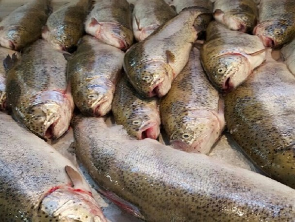 عرضه ماهی حرام گوشت در قزوین ممنوع است