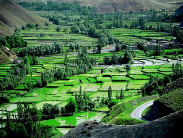 شالیکاری کلات را بیابان می‌کند
