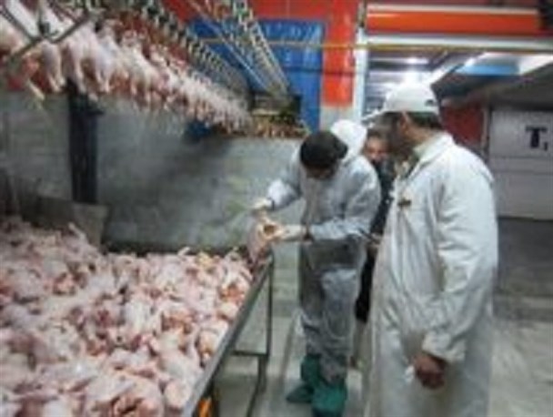 تشدید نظارت بهداشتی بر کشتارگاه طیور شهرستان آبیک