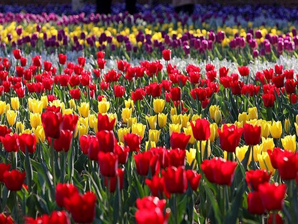 آغاز هفتمین جشنواره لاله های کرج از نیمه دوم فرودین 98