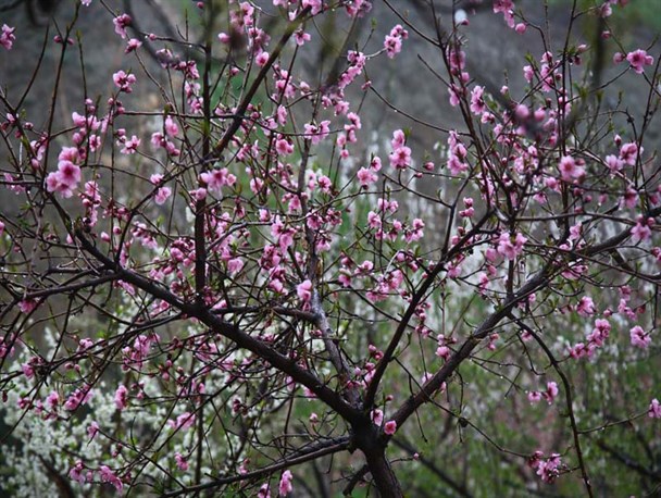 خودنمایی شکوفه های بهاری در باغ گلهایِ کرج + تصاویر
