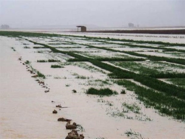سیلاب سبب آبگرفتگی 6 هزار هکتار از اراضی کشاورزی بروجرد شد
