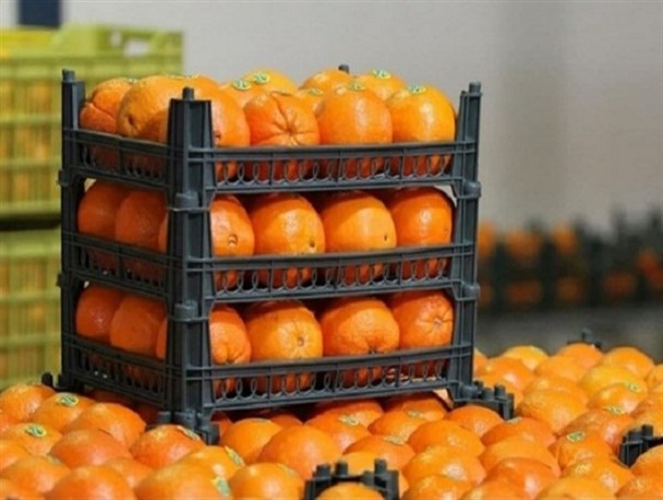 مرحله دوم عرضه میوه در استان قزوین آغاز شد