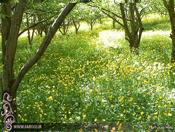 سلام بهار به طبیعت روستای ریزه+تصاویر