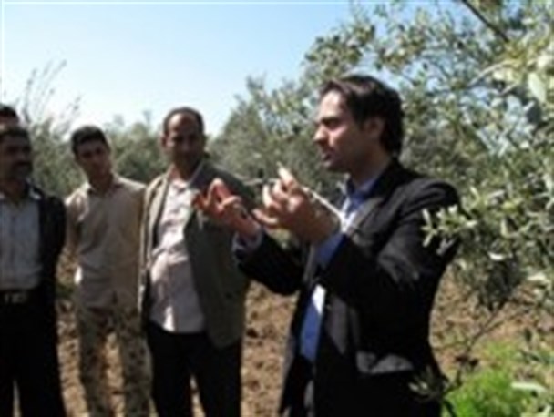 برگزاری کلاس آموزشی مدیریت باغات زیتون درشهرستان مینودشت+تصاویر