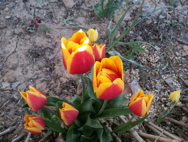 زیبایی های روستای بهجت آباد در قالب تصویر