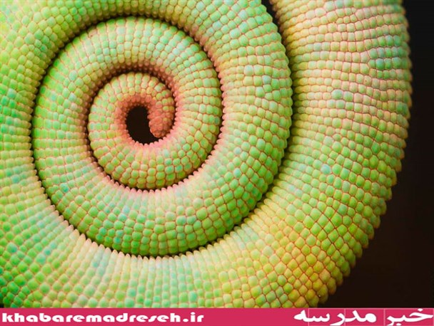 تصاویر شگفت انگیز از هندسه خلقت گیاهان