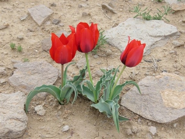 رویش گل لاله در مناطق دشتی شهرستان درمیان