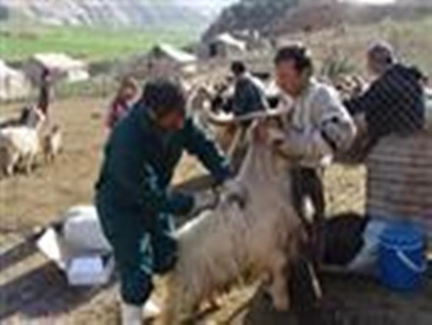اعزام 2 اکیپ مایه کوب از فاروج به شهرستان مراوه تپه گلستان