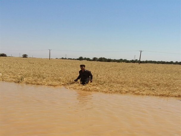 مزارع گندم روستای غرگانه شادگان به زیر آب رفتند+تصاویر