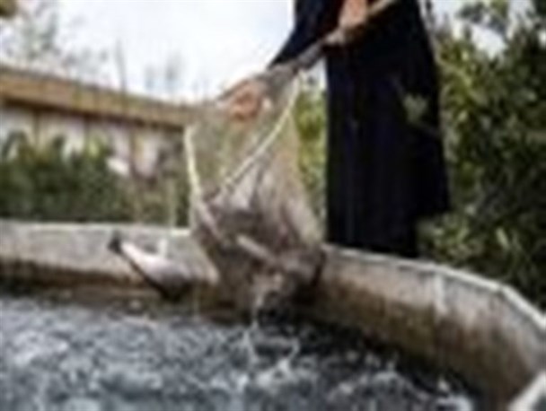 سرانه مصرف ماهی در آذربایجان غربی ۶٫۶۲ کیلوگرم است